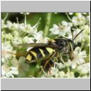 Stratiomys potamida - Waffenfliege w05.jpg